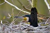 grote aalscholver (phalacrocorax carbo) 4-2016 8208